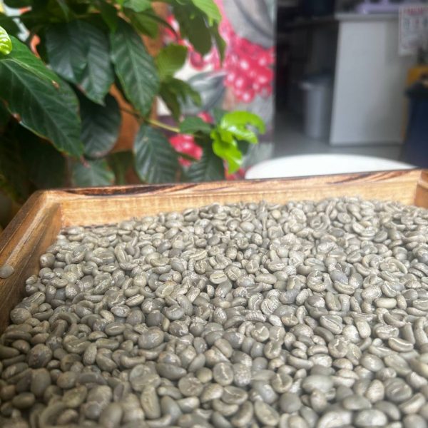 cafe verde para tostar